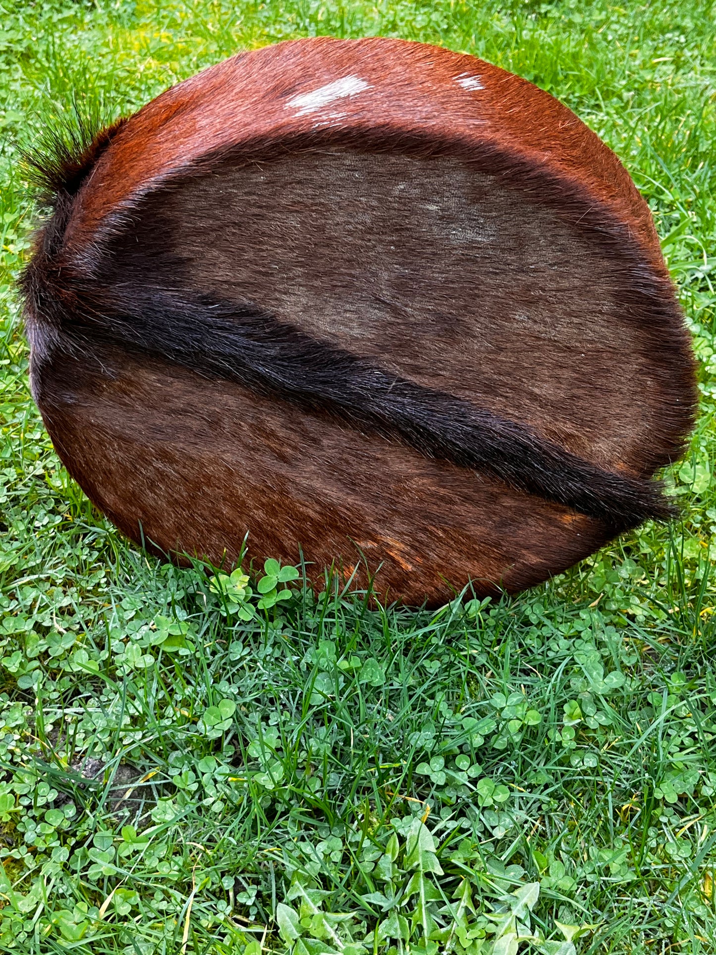 Tambour de cérémonie en peau de Bouc