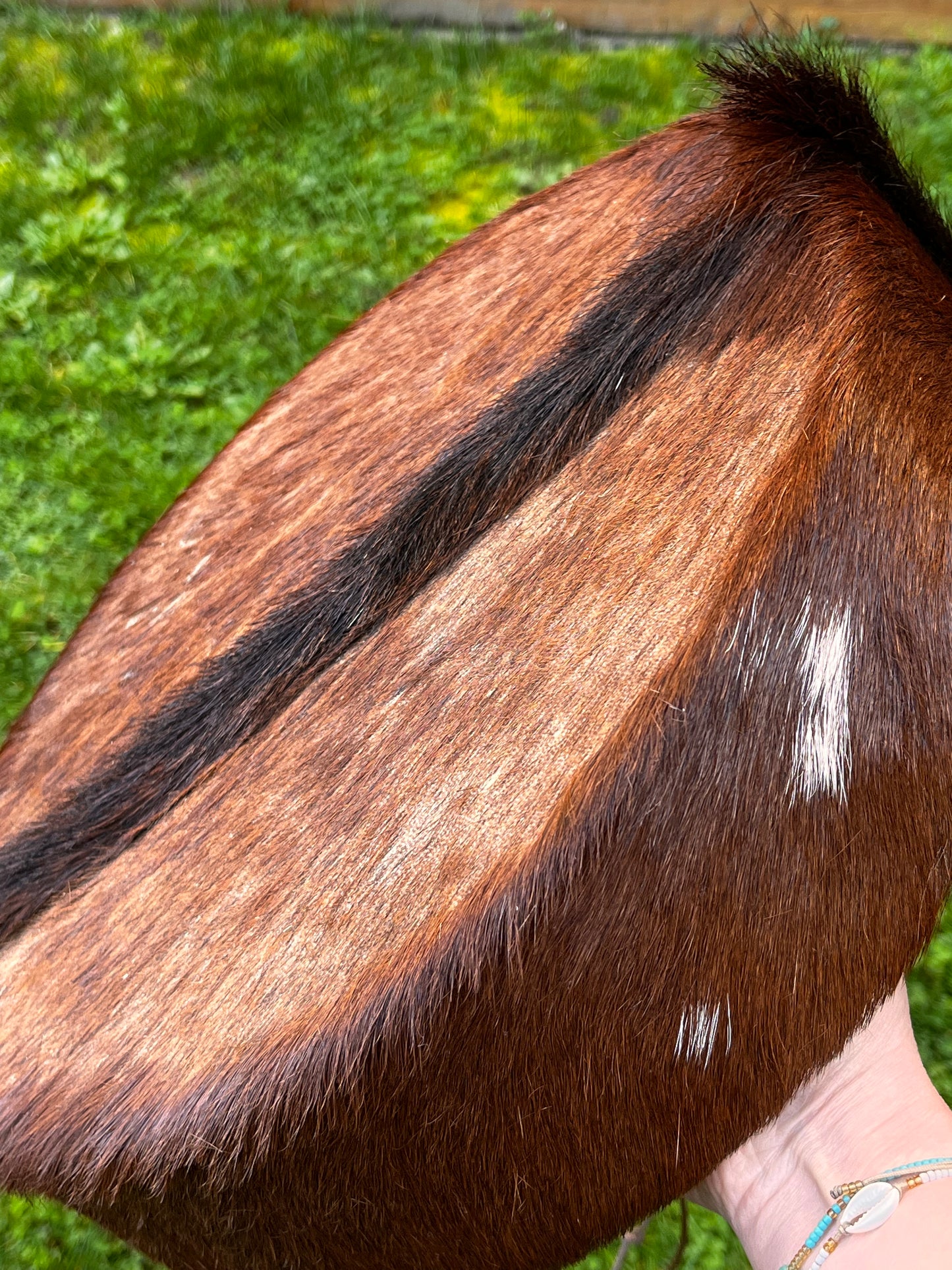 Tambour de cérémonie en peau de Bouc