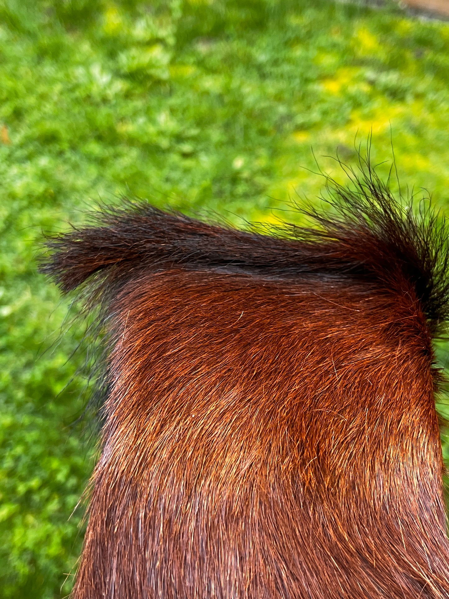 Tambour de cérémonie en peau de Bouc